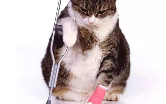 不小心把猫的指甲剪出血了怎么办 不小心把猫的指甲剪出血了怎么办