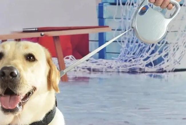 犬类牵引绳必须2米以内？不知道的来看看