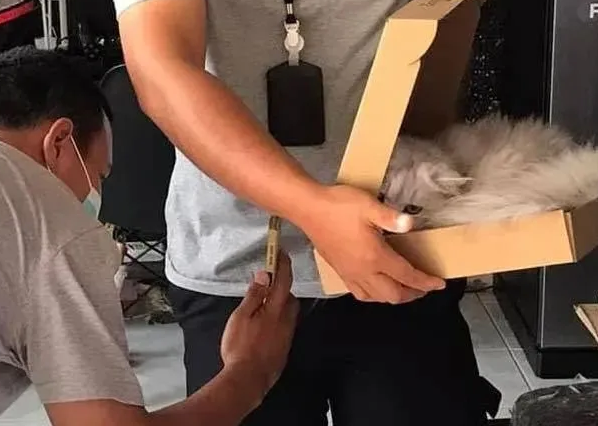 工作人员上门维修网络,却对猫干这事 工作人员上门维修网络,却对猫干这事