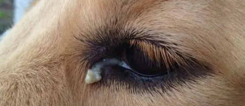 狗狗一只眼睛眼屎很多一只没有怎么回事啊 狗狗一只眼睛眼屎很多一只没有怎么回事啊