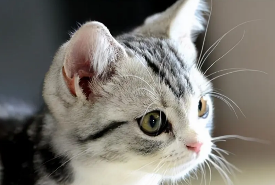猫咪耳朵聋能治好吗多少钱