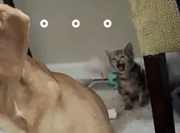 流浪小猫差点命丧车轮下,幸好车主听到异响,在启动前干了这事 流浪小猫差点命丧车轮下,幸好车主听到异响,在启动前干了这事