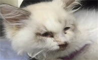 猫瘟吃什么药有效啊