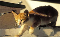小猫的公母怎么看出来