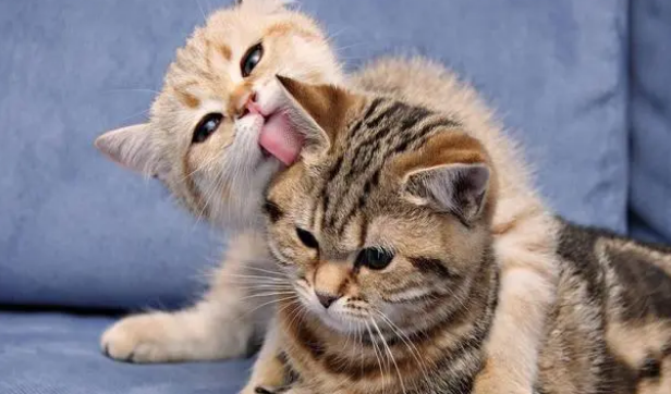 什么情况下需要给猫咪换粮呢?一起了解一下~ 什么情况下需要给猫咪换粮呢?一起了解一下~