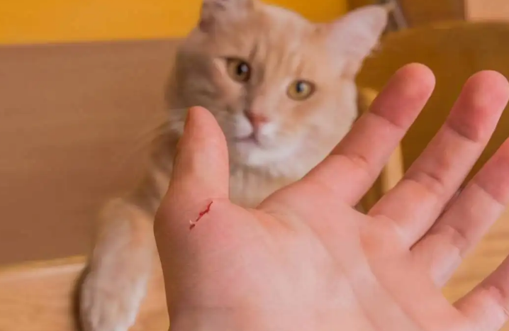 被自己家刚满月的小奶猫抓伤需要打针吗 被自己家刚满月的小奶猫抓伤需要打针吗