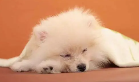 狗狗拉尿一滴一滴的怎么回事啊 狗狗拉尿一滴一滴的怎么回事啊