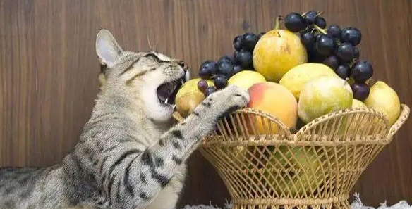 猫能吃水果吗