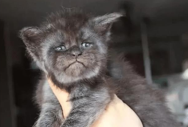 猫咪外形具有攻击性，孩子不敢靠近，送去剃毛后，效果更糟糕了