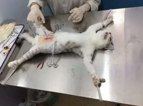 猫得了肠套叠可以活多久