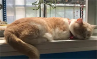 猫咪冬天睡阳台会被冻死吗为什么