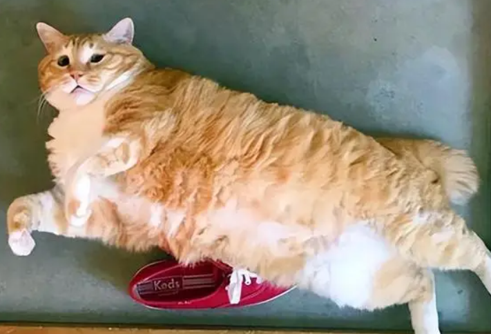 猫咪一天到底喂多少?这篇文章全都有 猫咪一天到底喂多少?这篇文章全都有