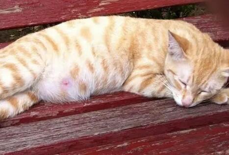 猫咪肚子大怎么判断是不是腹水 猫咪肚子大怎么判断是不是腹水