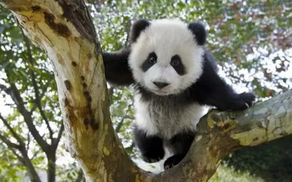 成都国际摄影周丨“国际蓉”的熊猫表达：这是拍得最美的大熊猫