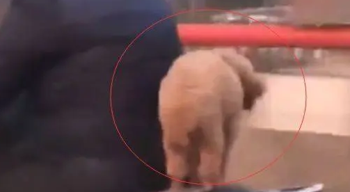 大叔骑摩托车带狗,网友追上去一看,这主人的心真大 大叔骑摩托车带狗,网友追上去一看,这主人的心真大