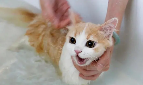 如何给猫咪洗澡