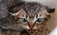 猫咪哈气什么意思