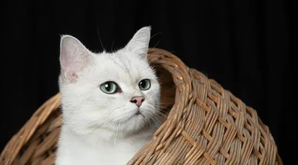 猫咪耳朵里有黑色的东西怎么办啊