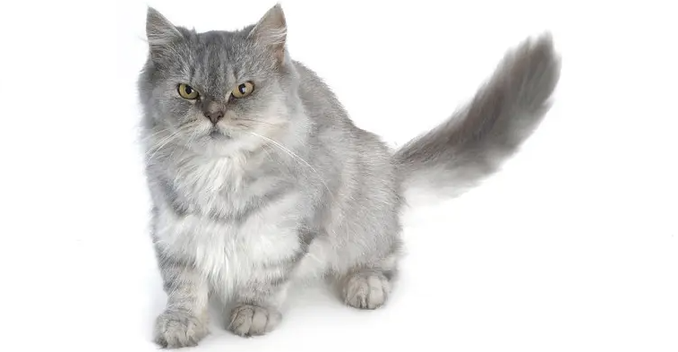 灰色波斯猫价格多少钱一只 灰色波斯猫价格多少钱一只