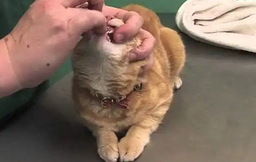 怎么喂猫咪吃药片啊