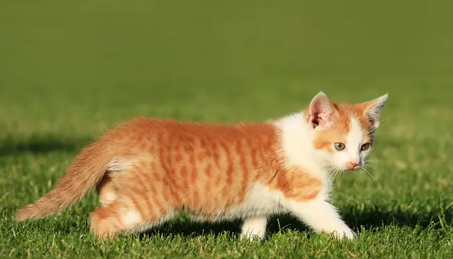 猫发烧怎么办?怎么降温 猫发烧怎么办?怎么降温