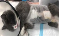 母猫绝育后第一天怎么护理才好