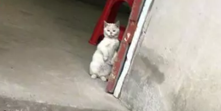 网友出差把猫托付母亲照顾，结果变样