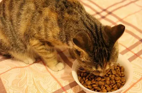 猫咪吃的少但精神很好怎么办 猫咪吃的少但精神很好怎么办