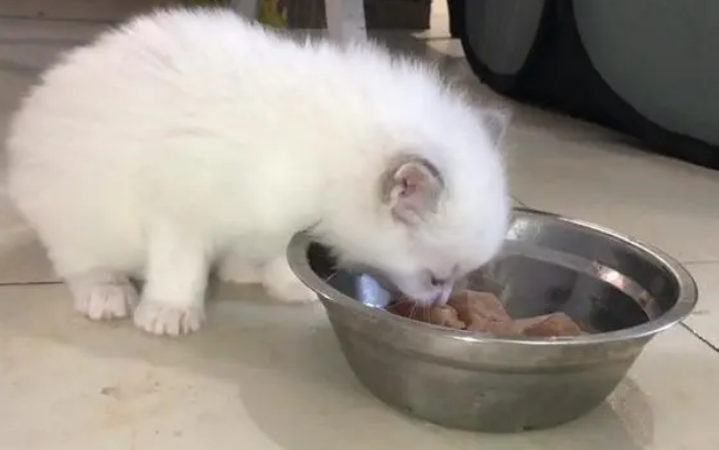 两个月大的幼猫可以吃鸡胸肉吗 两个月大的幼猫可以吃鸡胸肉吗