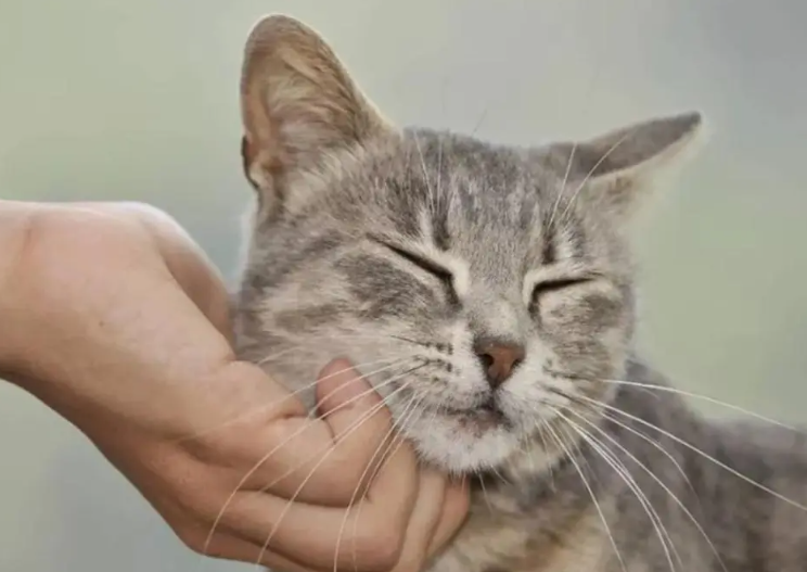 猫咪为什么喜欢蹭人 猫咪为什么喜欢蹭人