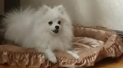 博美总尿到厕所外面怎么办啊
