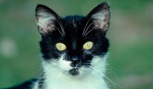 猫咪软便带血是怎么回事精神很好