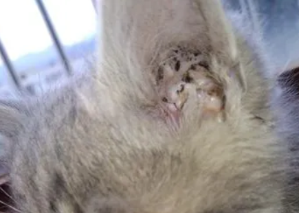 猫咪得耳螨是什么原因