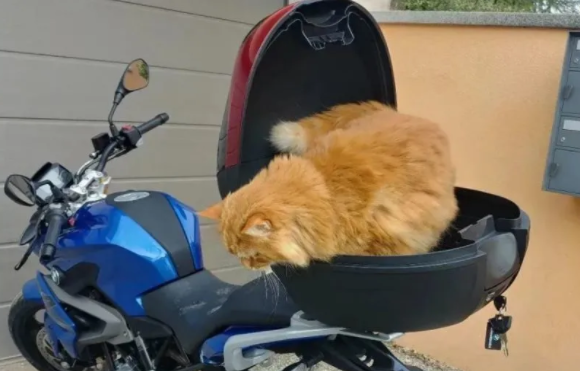 准备收养骗吃骗喝的橘猫,却发现是邻居家的 准备收养骗吃骗喝的橘猫,却发现是邻居家的