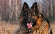 刚出生的狗会有狂犬病吗?可能出现,记得预防