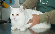 猫咪想吐又咽下去了怎么回事