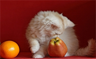 猫的尾巴竖起来很硬是为什么呢
