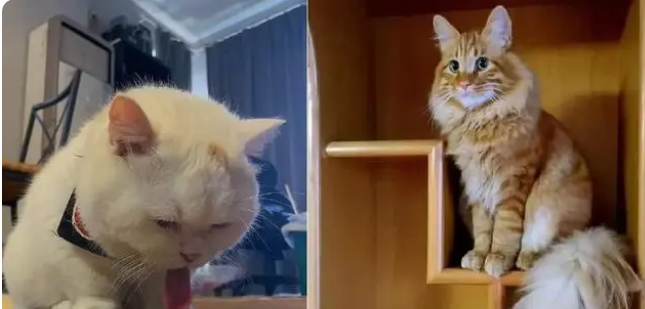 新养小猫不吃猫粮怎么办?到家后要注意什么 新养小猫不吃猫粮怎么办?到家后要注意什么