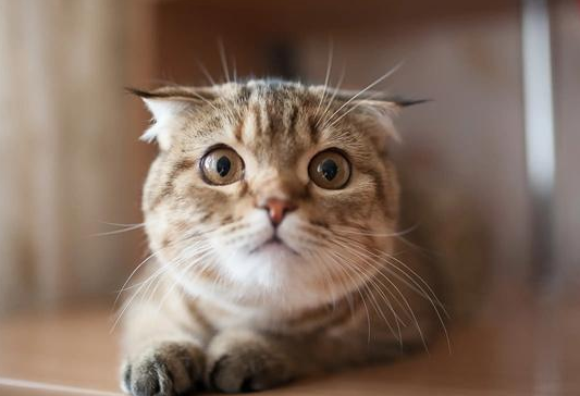 猫咪太粘人了咋办啊 猫咪太粘人了咋办啊