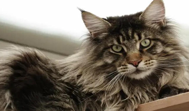 猫怎么有6个脚趾头呢