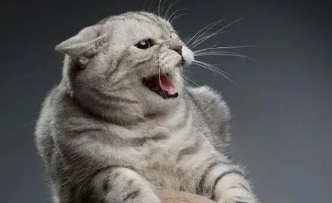 猫到新家晚上一直叫怎么办啊 猫到新家晚上一直叫怎么办啊