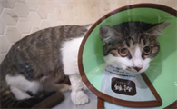 母猫绝育拆线了还穿手术服吗