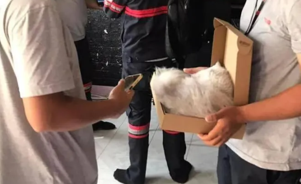 工作人员上门维修网络,却对猫干这事 工作人员上门维修网络,却对猫干这事