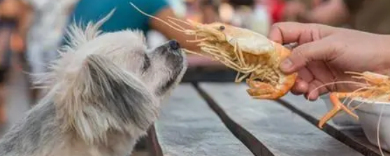 狗能吃虾头吗”