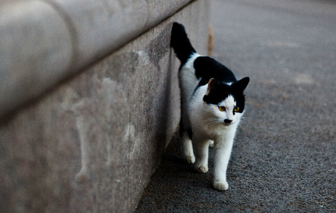 喂流浪猫哪种猫粮好些