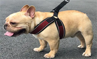 狗狗牵引绳什么牌子好