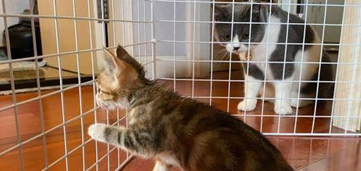 铲屎官担心小猫被欺负，没成想初见面它就礼数周全