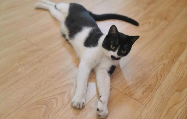 三个月小猫会不会被大猫骑怀孕 三个月小猫会不会被大猫骑怀孕
