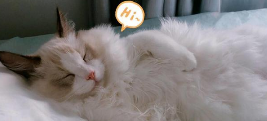 土豪教你如何科学养猫！网友不淡定了，没想到……