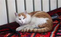 猫得了猫瘟吃什么药比较好
